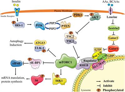 Branched-chain Amino Acids: Catabolism in Skeletal Muscle and Implications for Muscle and Whole-body Metabolism